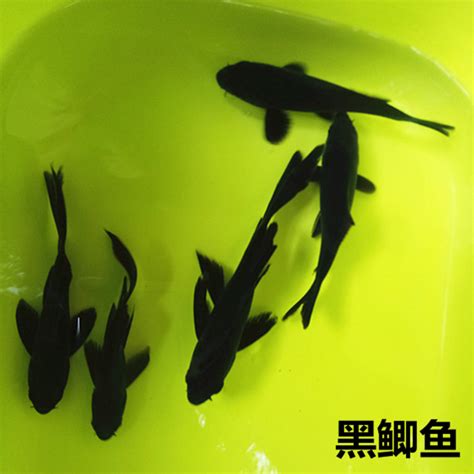 黑牡丹金魚風水|黑色金鱼的风水寓意